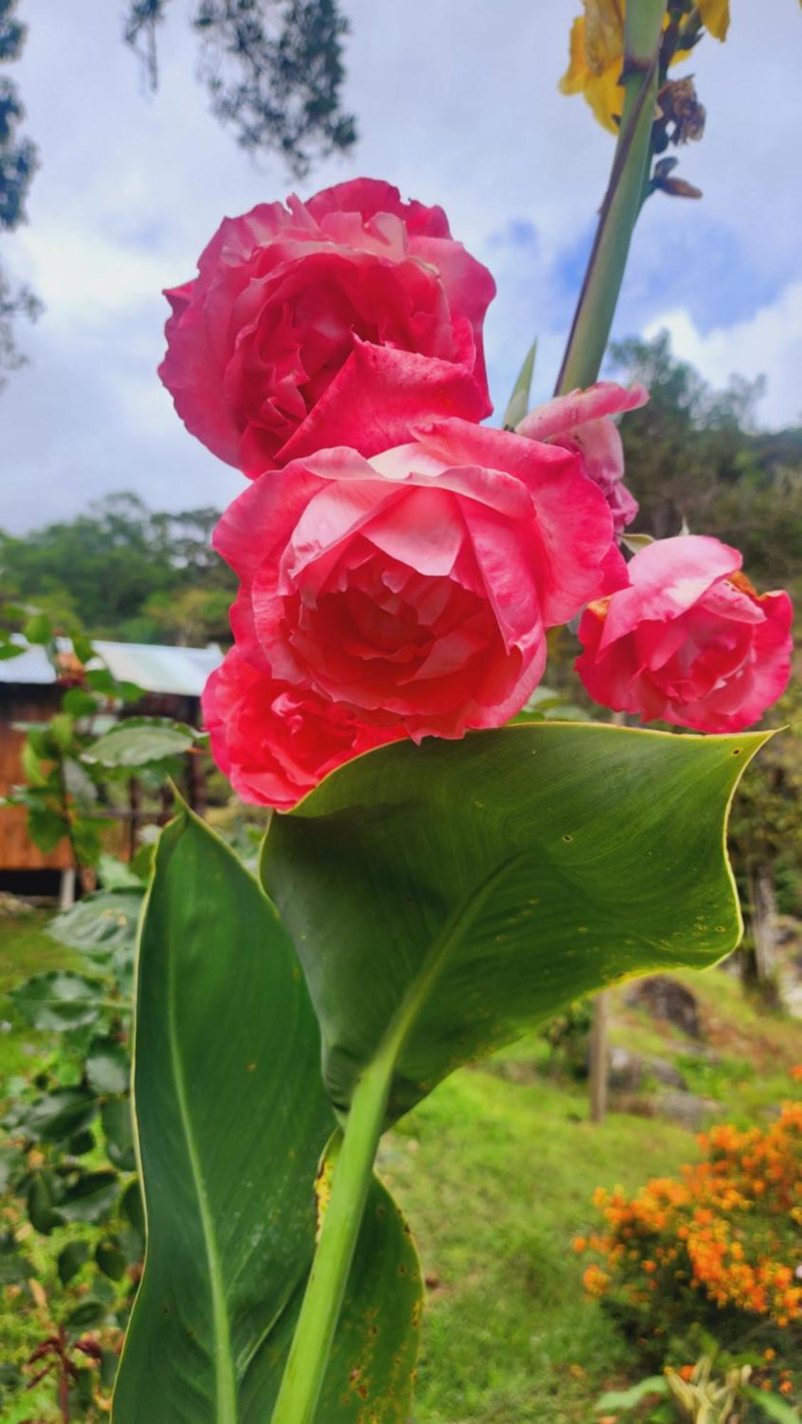 Hospedajes Richie Eco Camp Providencia Ngoại thất bức ảnh